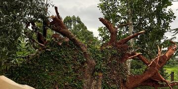 Fuerte tormenta en San Pedro dejó arboles caídos.
