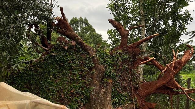 Fuerte tormenta en San Pedro dejó arboles caídos.