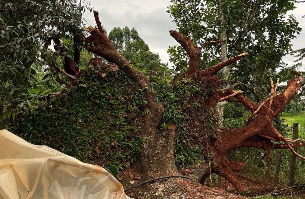 Fuerte tormenta en San Pedro dejó arboles caídos