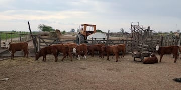 Patrulla Rural recuperó 25 terneros en un hecho de abigeato en la zona de Las Varillas