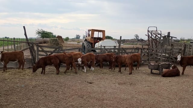 Patrulla Rural recuperó 25 terneros en un hecho de abigeato en la zona de Las Varillas