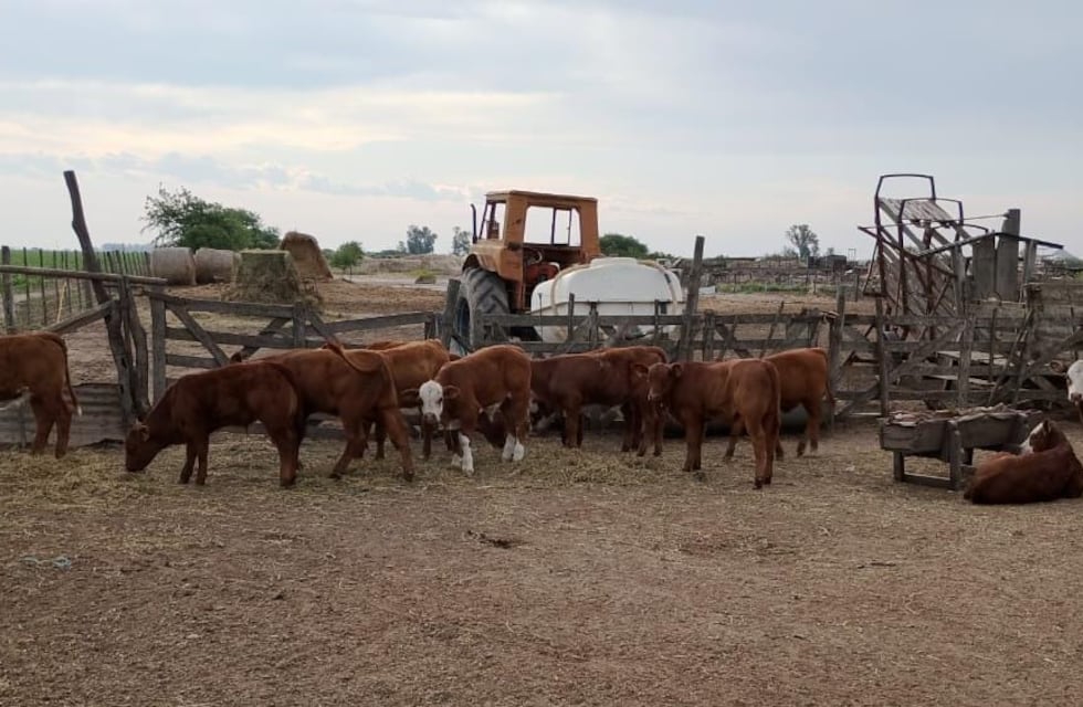 Patrulla Rural recuperó 25 terneros en un hecho de abigeato en la zona de Las Varillas