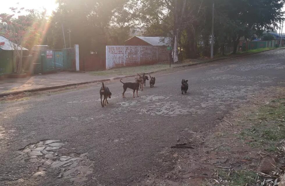 Puerto Iguazú: convocan a una manifestación pacífica para exigir que el quirófano móvil vuelva a trabajar