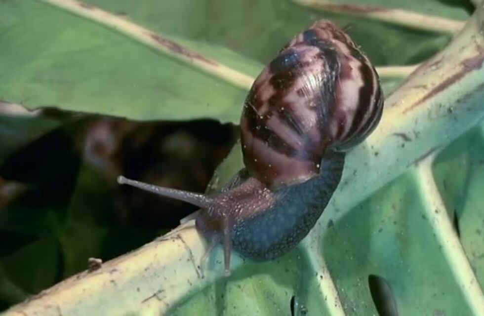 Realizan trabajos de prevención en Eldorado por la aparición de caracoles gigantes africanos
