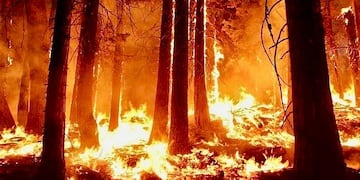 Incendios en Tierra del Fuego.