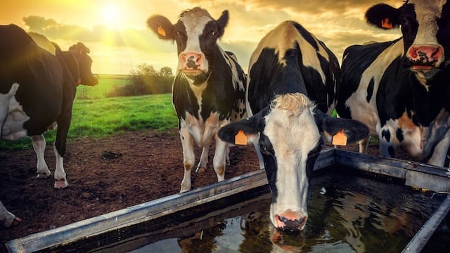 Vacas en bebederos