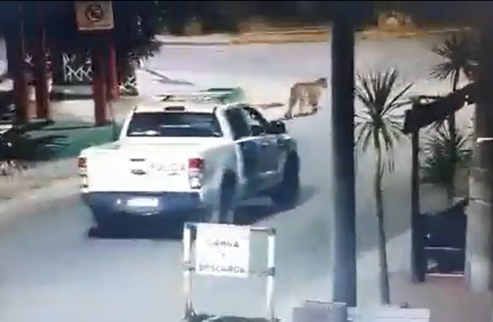 Tras varios rastrillajes, no encontraron a los pumas en Villa Gesell y estiman que volvieron a su hábitat