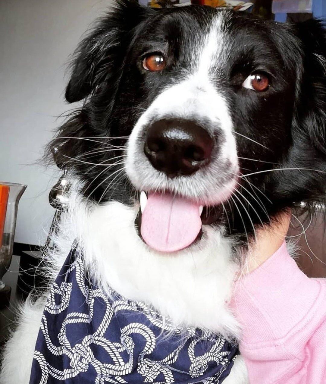 El perro "Toby Border" se volvió viral por su reacción cuando le piden que ladre más despacito.