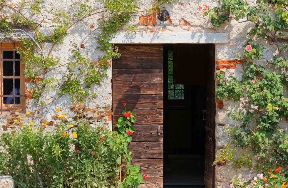 ¡Alerta roedores! Por qué tenés que podar ya las enredaderas de tu jardín