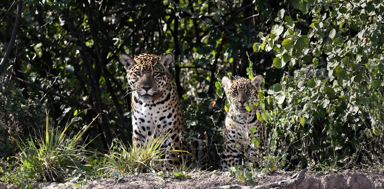 El Impenetrable: nació un yaguareté después de 35 años en Chaco