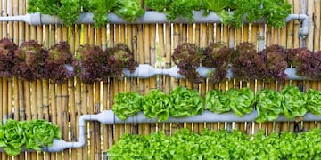 Organic hydroponic vegetables Vertical garden