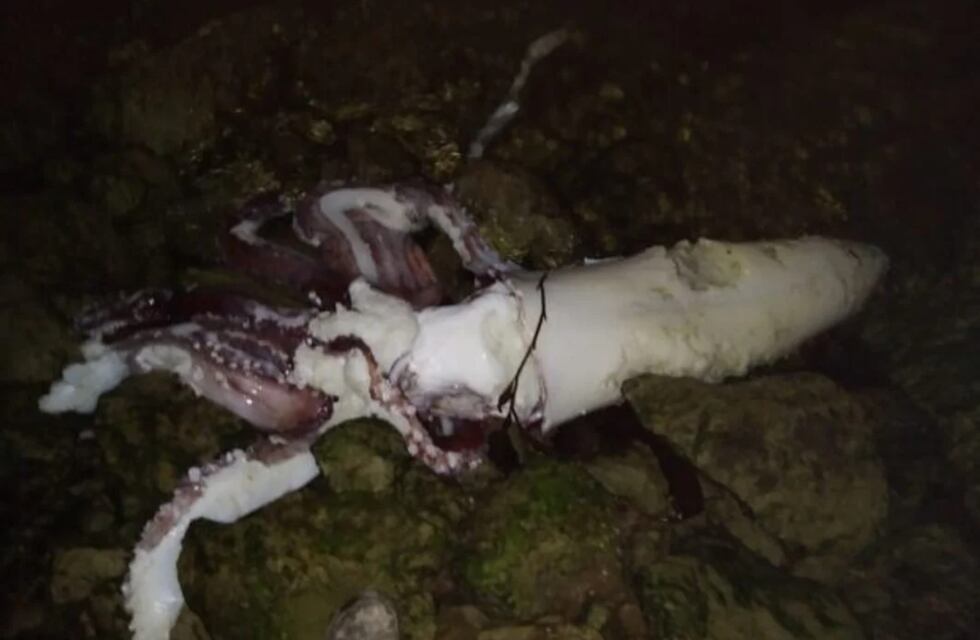 Puerto Deseado: encontraron un calamar gigante de más de dos metros de largo