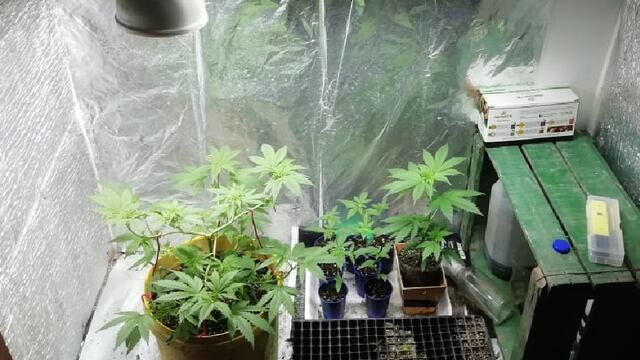 El mini vivero que encontró la Policía en una vivienda en el distrito de Bowen.