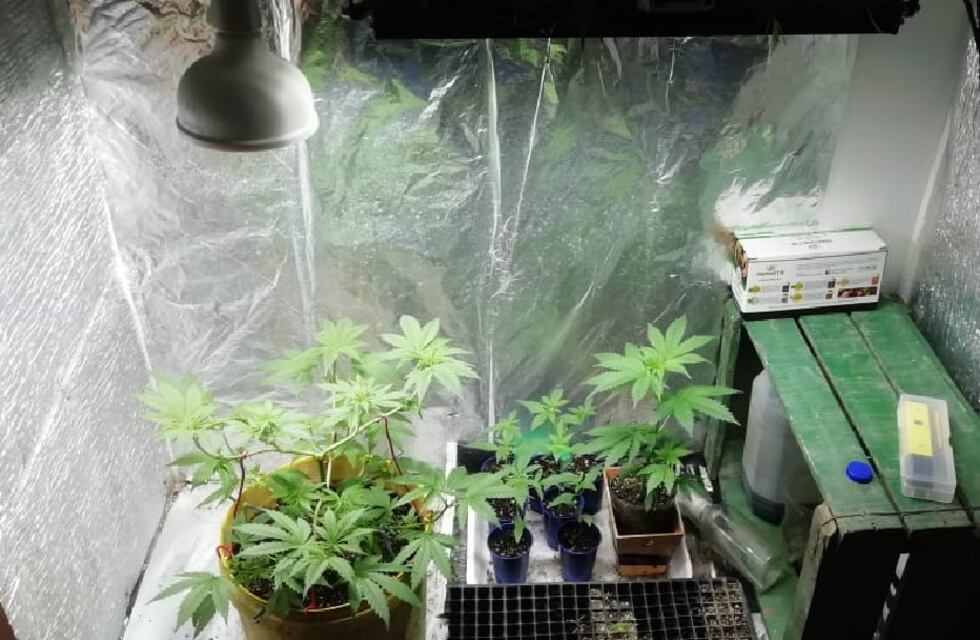 La Policía detuvo a dos narcos que tenían mini viveros de marihuana en la casa