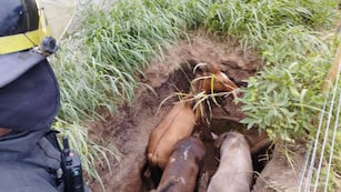 Tres caballos cayeron a un pozo