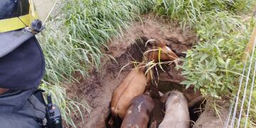 Tres caballos cayeron a un pozo