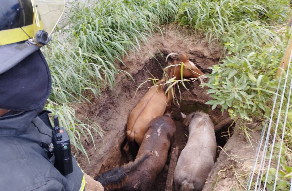 Cayeron tres caballos a un pozo y los rescataron los bomberos