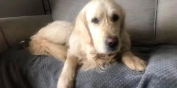 Cooper había sido adoptado por una nueva familia, pero huyó - Foto GDA