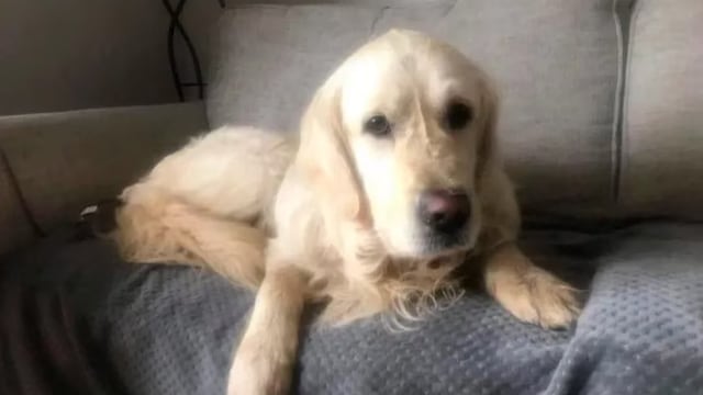 Cooper había sido adoptado por una nueva familia, pero huyó - Foto GDA