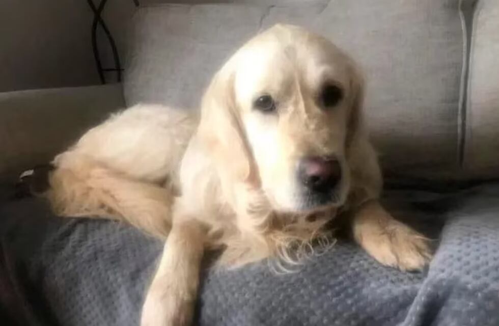 Amor incondicional: un perro caminó durante 26 días para volver a la casa donde lo habían dado en adopción