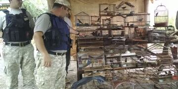 La Policvía Rural trabaja en el secuestro de animales, en este caso pájaros autóctonos, que fueron capturados para comerciarlos ilegalmente. Gentileza Gobierno de Mendoza