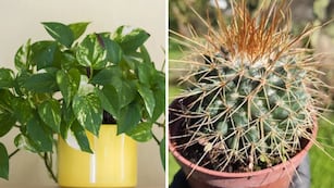 Ni cactus ni potus: cuáles son las tres plantas que no debes dejar en el sol todo el día