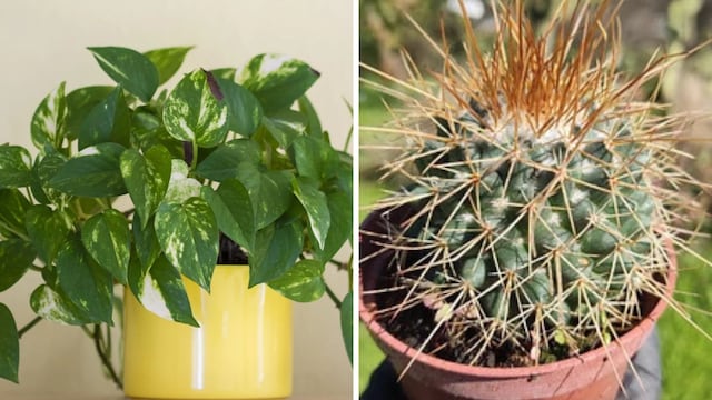 Ni cactus ni potus: cuáles son las tres plantas que no debes dejar en el sol todo el día