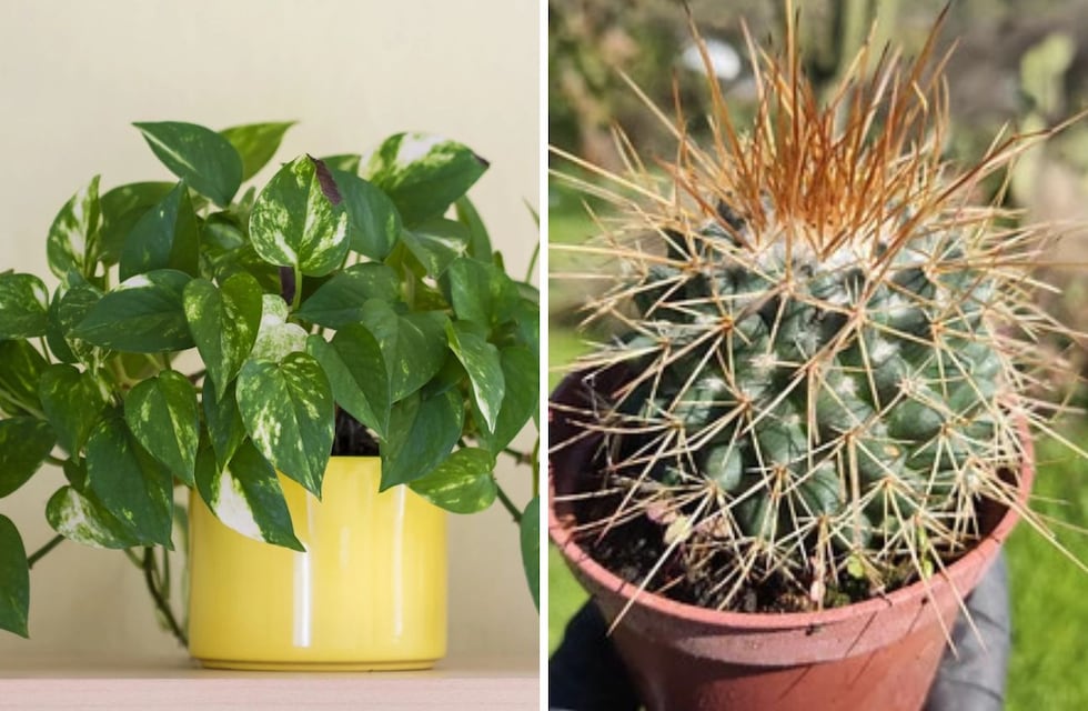 Ni cactus ni potus: cuáles son las tres plantas que no debes dejar en el sol todo el día