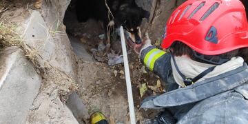 Rescate de un perro en una boca de tormenta