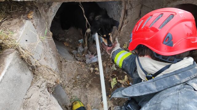Rescate de un perro en una boca de tormenta