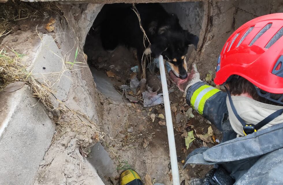 Bomberos Zapadores salvaron a un perro atrapado en una boca de tormenta