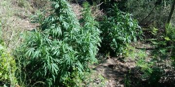 Se suma a otra plantación descubierta en La Candelaria a fines del año pasado.