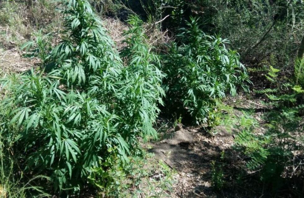 Encontraron una nueva plantación de marihuana en Colonia Santa Rosa