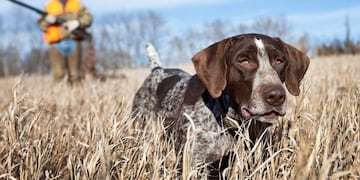 La policía de San Juan rescató a seis perros que eran utilizados para cazar (imagen ilustrativa)