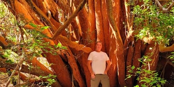 El Arrayán gigante de Villa La Angostura tiene 800 años y es único en el mundo.