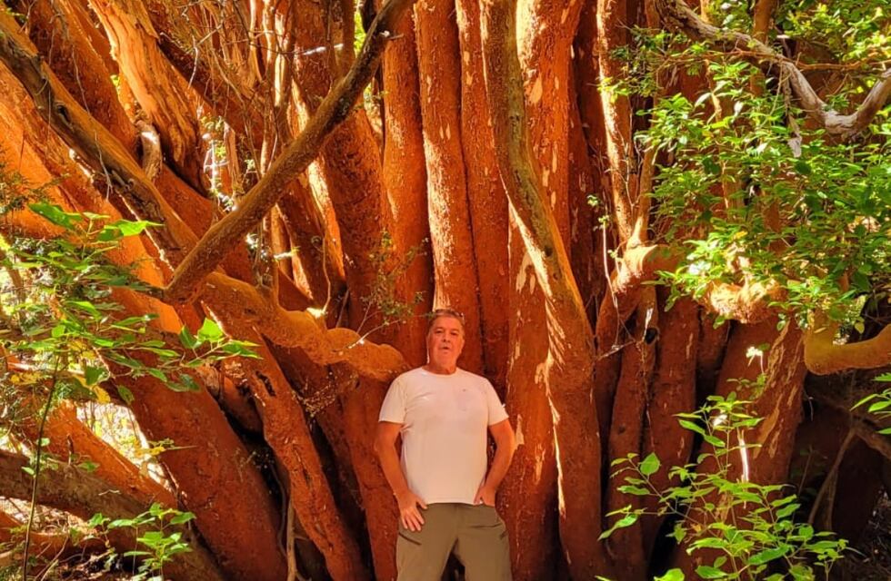 Descubrieron un Arrayán gigante en Villa La Angostura: este árbol de 800 años es único en el mundo