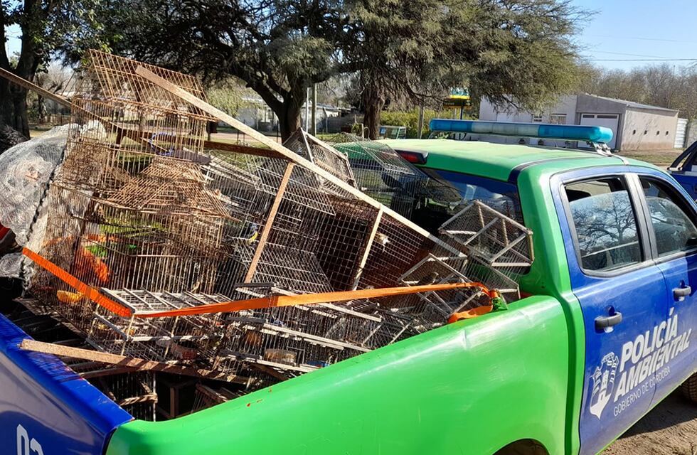 Rescataron aves exóticas luego de un allanamiento en Córdoba