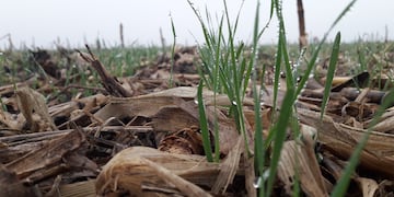 El trigo también en la mira por la sequía: advierten que no se podrá cumplir con lo que necesitan los productores.