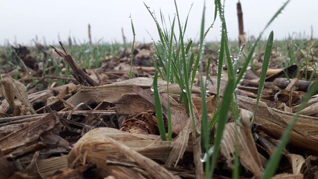 El trigo también en la mira por la sequía: advierten que no se podrá cumplir con lo que necesitan los productores.