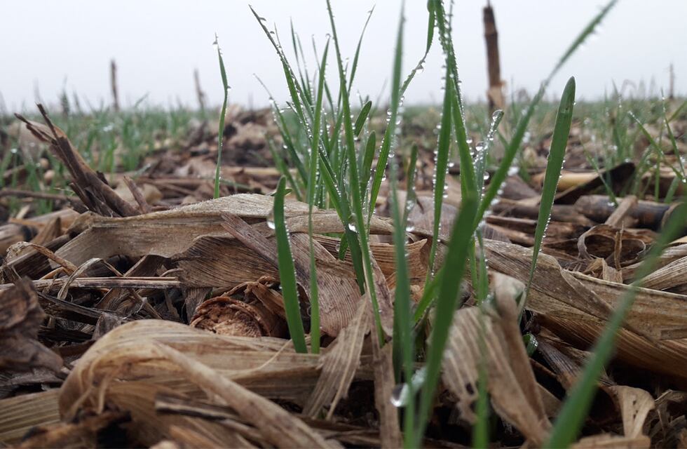 Anticipan que las lluvias mejorarán la zona núcleo antes de la siembra de trigo y mejora el escenario para el resto del año