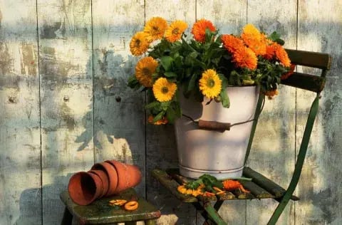 La planta que florece en invierno y es perfecta para el balcón