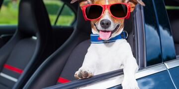 Un perro viajando en auto