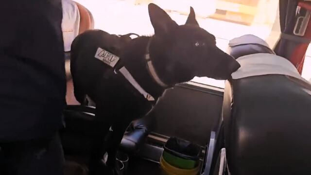 "Tyson", el can entrenado para la detección de drogas, encontró cocaína en un colectivo que ingresó a Jujuy procedente de Bolivia.