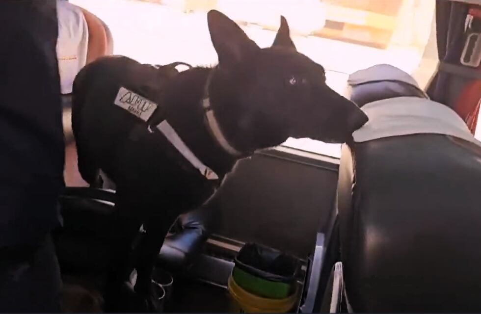 “Tyson” le dio un golpe al narcotráfico, en la frontera de Jujuy