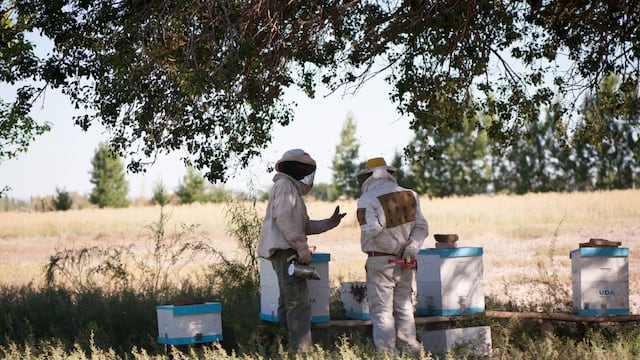 El allanamiento culminó con la recuperación de inusuales animales y la detención de un hombre que tenía armas. Foto: INTA