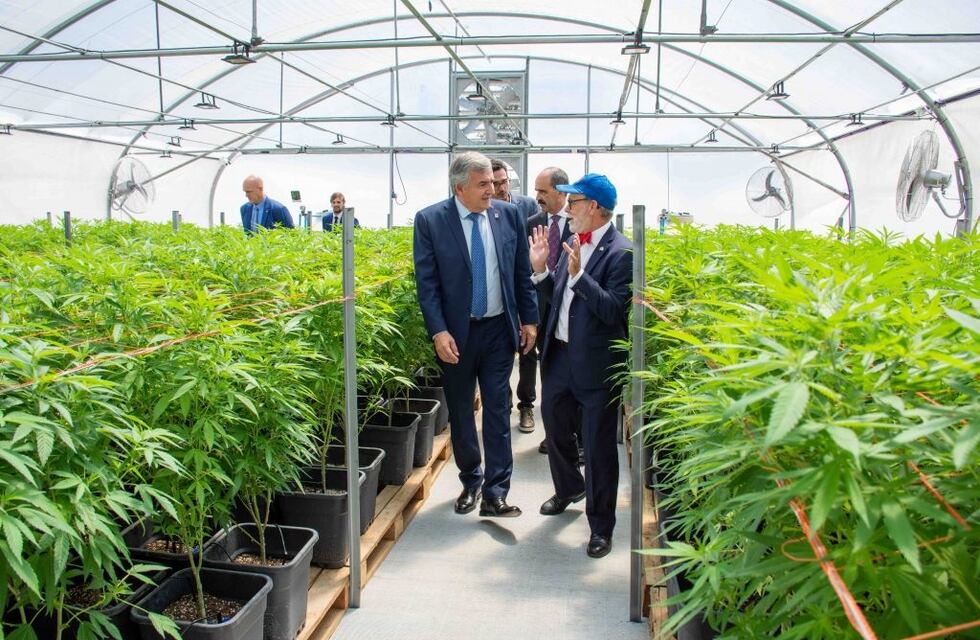 Morales milita el cannabis y redobla la apuesta ante los tabacaleros