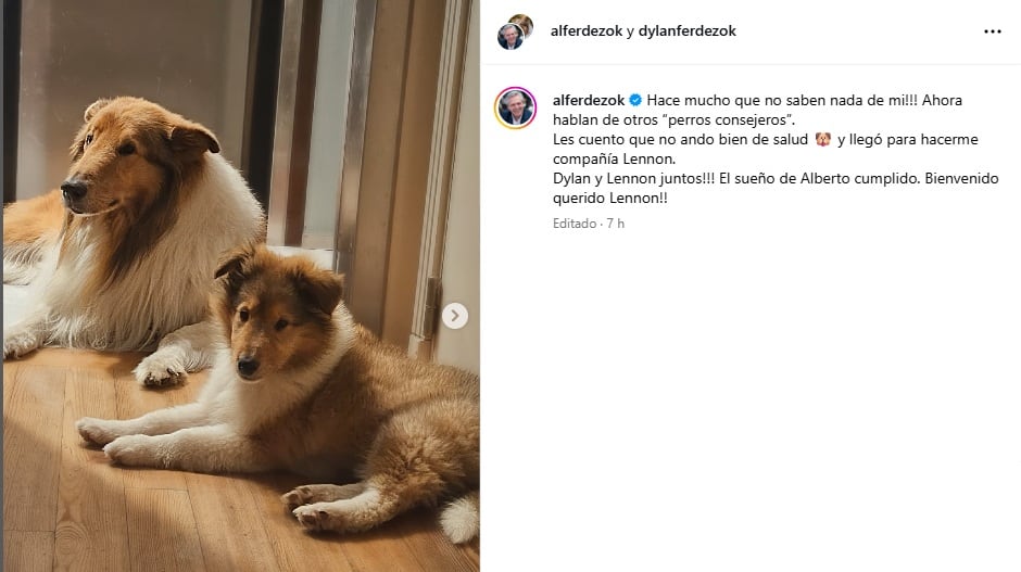 Dylan y Lennon, los collies de Alberto Fernández.