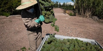 Trabajadores de viñas y bodegas tendrán una suba salarial del 57% que se abonará en tramos