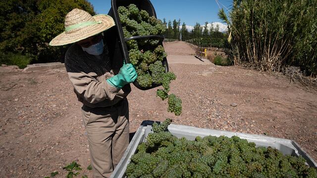 Trabajadores de viñas y bodegas tendrán una suba salarial del 57% que se abonará en tramos