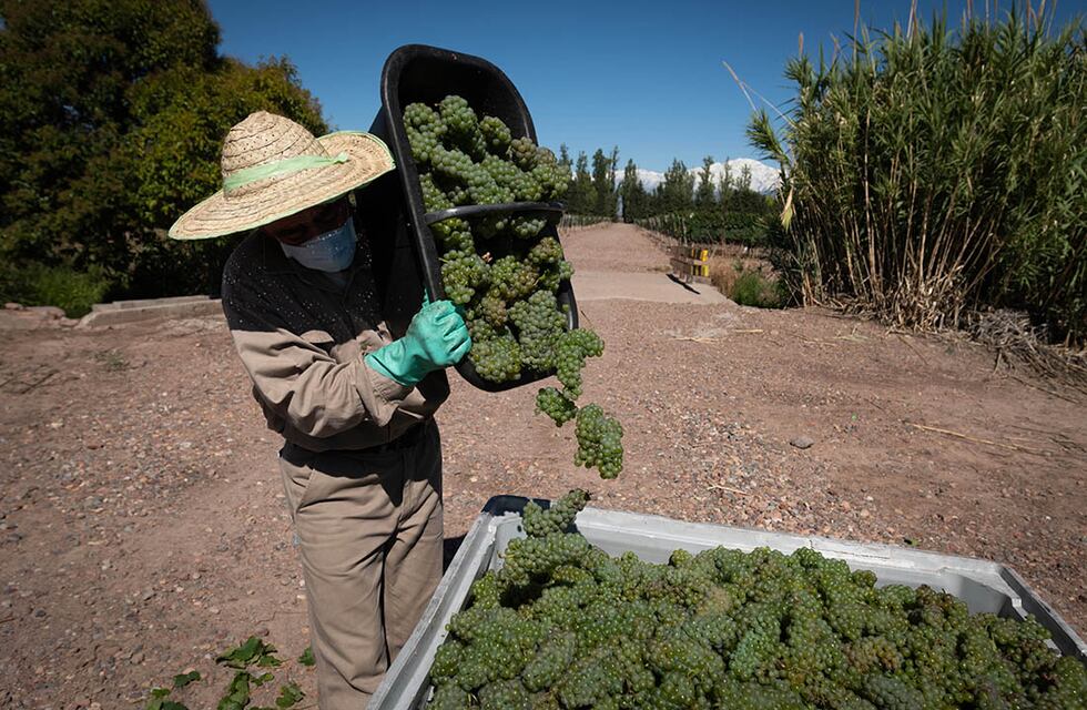 Paritaria salarial: los trabajadores de viñas y bodegas tendrán un aumento del 57% en tramos